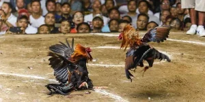Người hâm mộ tập trung theo dõi trận đấu đá gà cựa sắt đầy gay cấn
