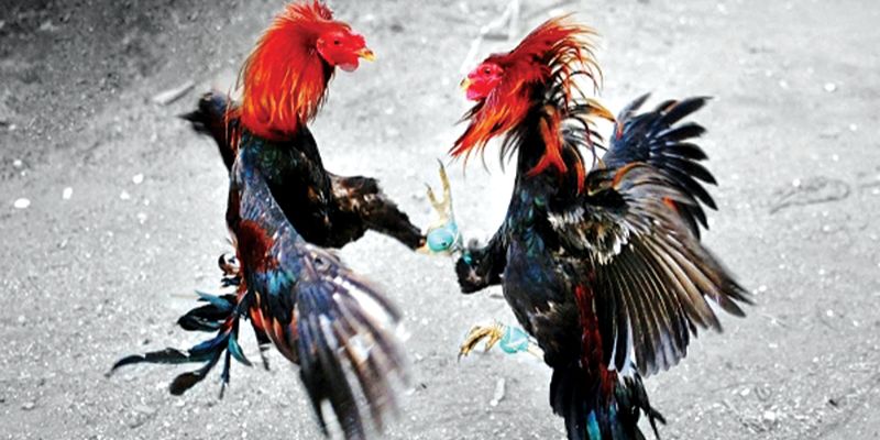Buổi vần gà to đầu tiên với gà cùng cân nặng