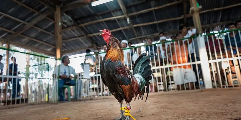 Chiến kê lông máu đỏ son – một trong những gà đá đẹp nhất