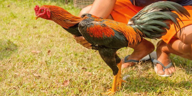 Chọn gà con giống tốt theo cách nuôi gà chơi đẹp