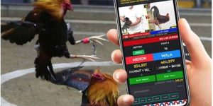 Đá Gà Online – Xem Trực Tiếp Full HD Hot Nhất Tại Jun88