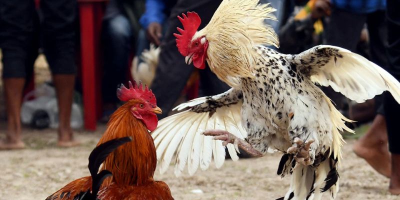 Gà nòi Bình Định tung cú đá hầu