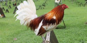 Kinh Nghiệm Nuôi Gà Mỹ – Bí Kíp Từ Chuên Gia Tại Jun88