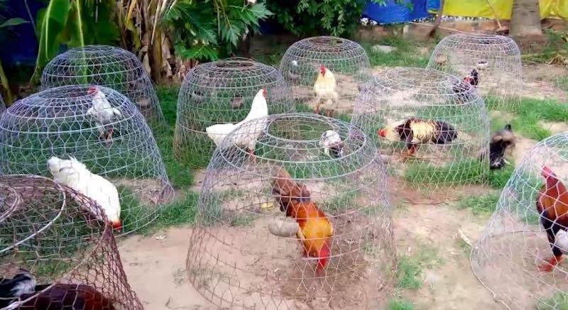 Mô hình chuồng trại nuôi gà đá