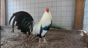 Nhận diện gà khoẻ mạnh ngay từ nhỏ
